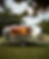caravan
