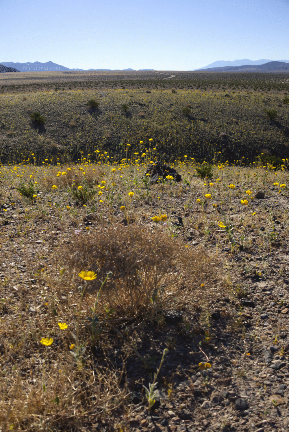 Wildflowers during the 2026 Death Valley superbloom - via NVilloria.com