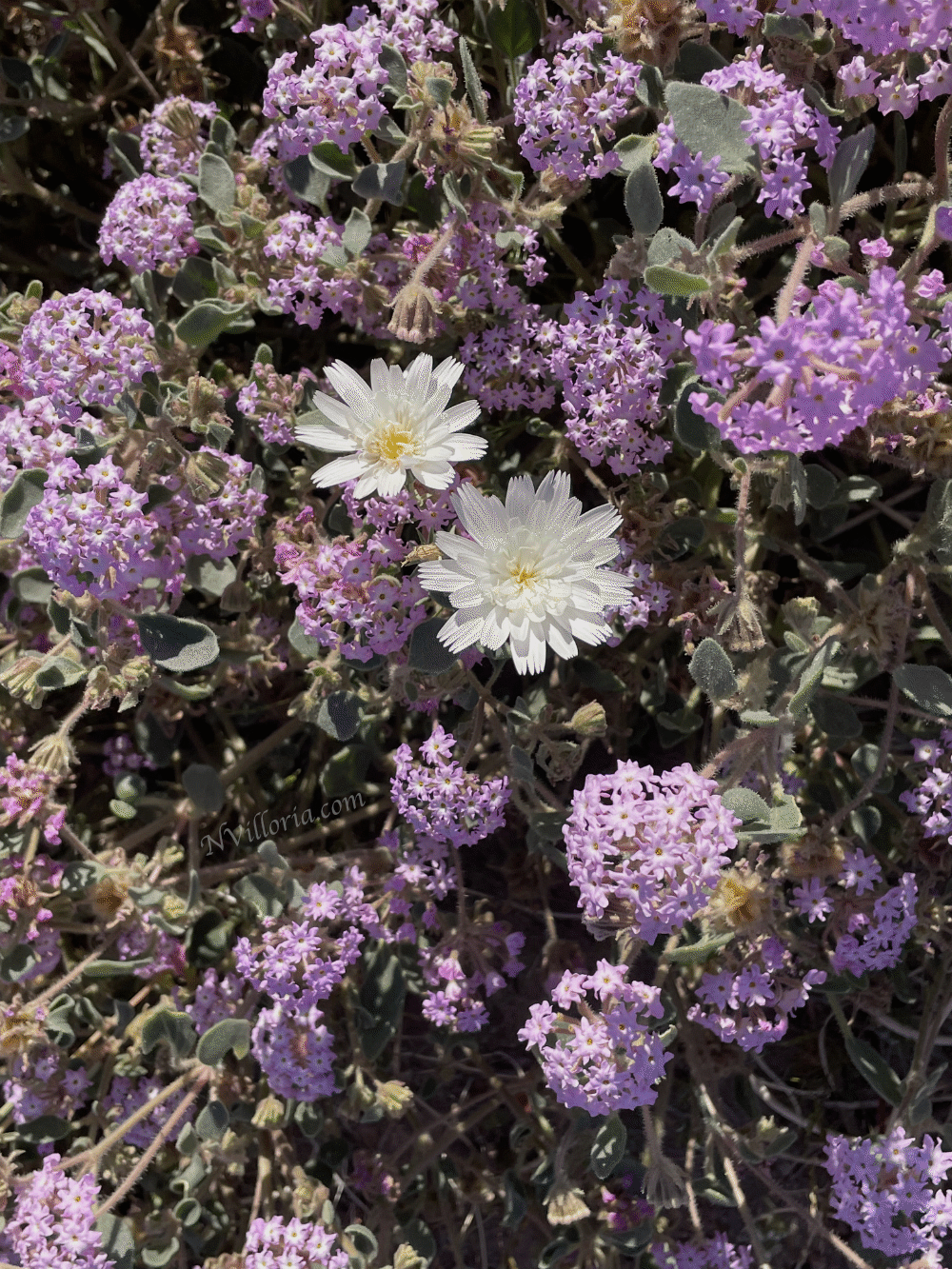 Wildflowers during the 2026 Death Valley superbloom - via NVilloria.com