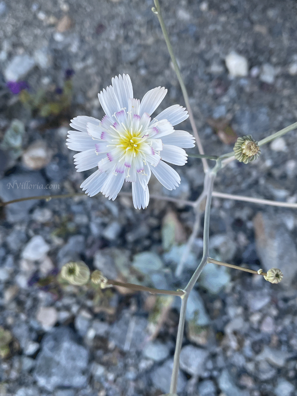 Wildflowers during the 2026 Death Valley superbloom - via NVilloria.com