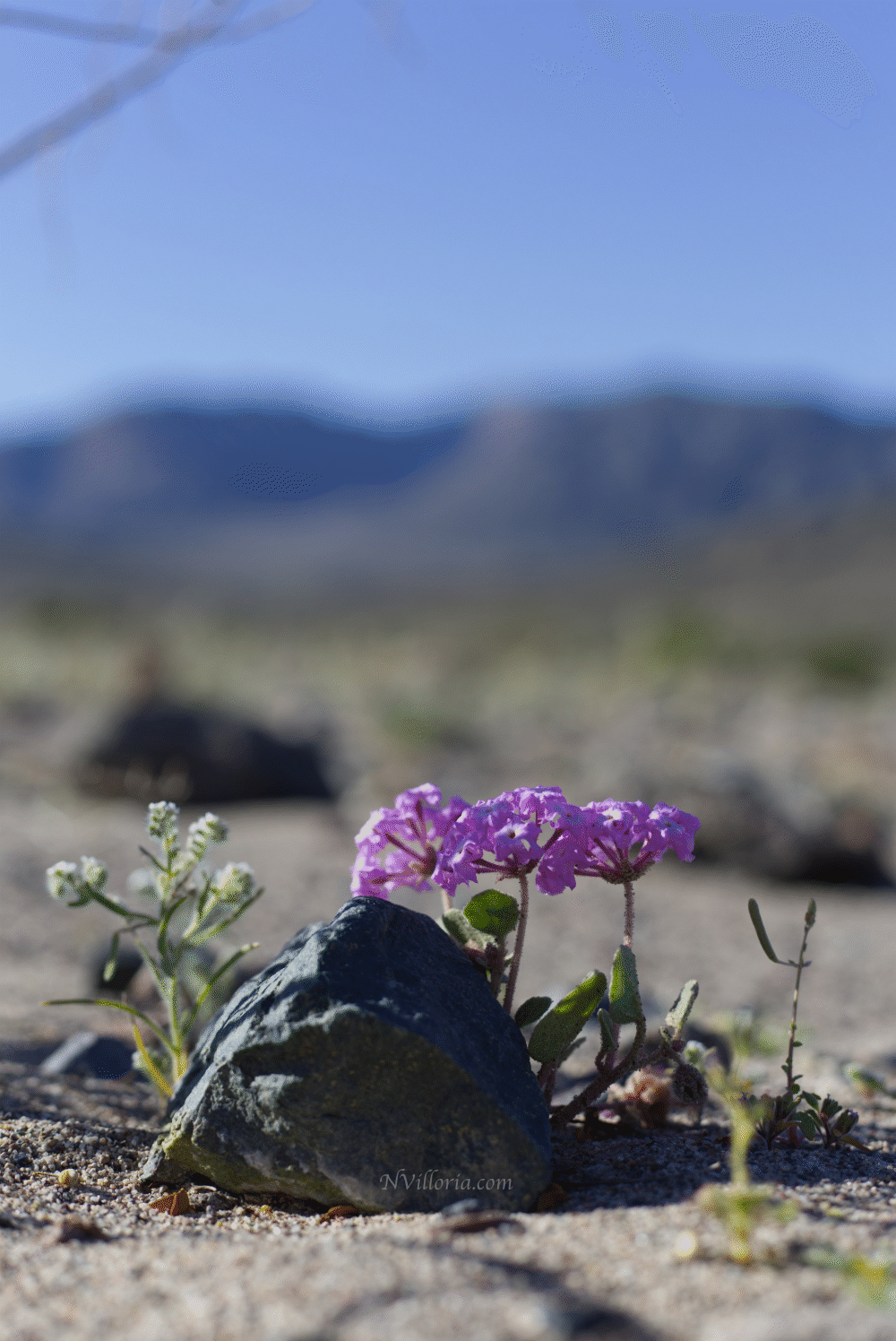 Wildflowers during the 2026 Death Valley superbloom - via NVilloria.com