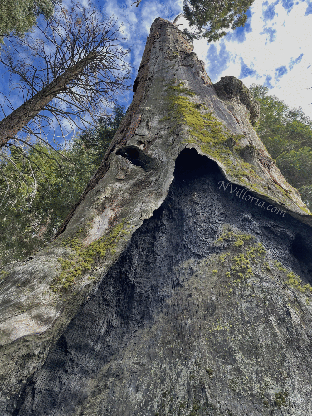 views from the forest at Sequoia National Park via NVilloria.com
