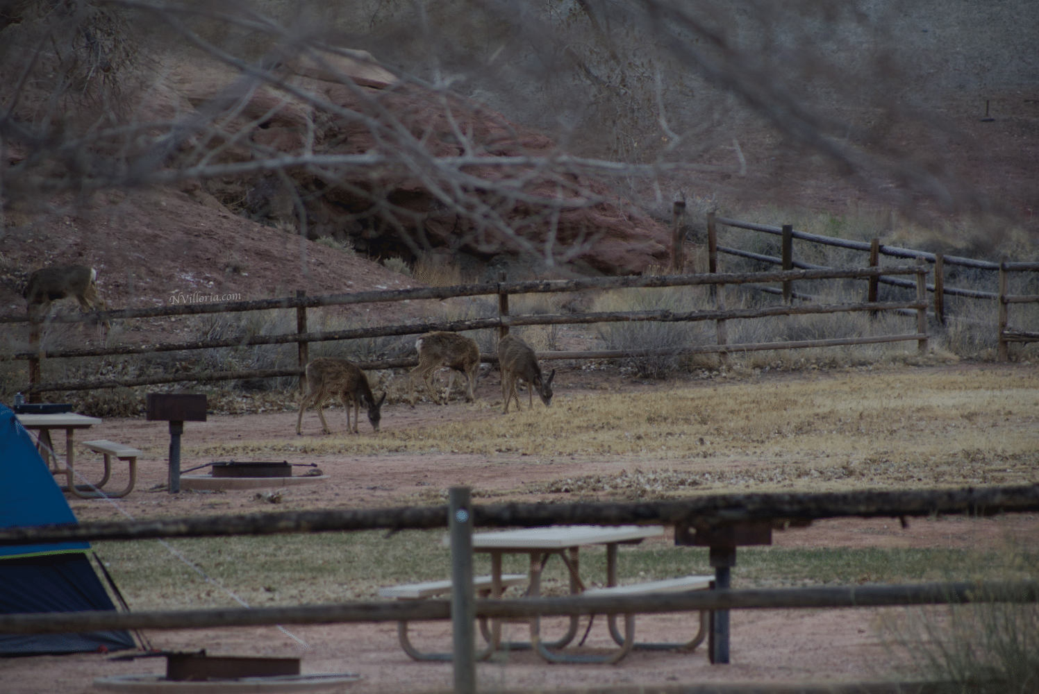 Deer at a campground at Capitol Reef National Park via NVilloria.com