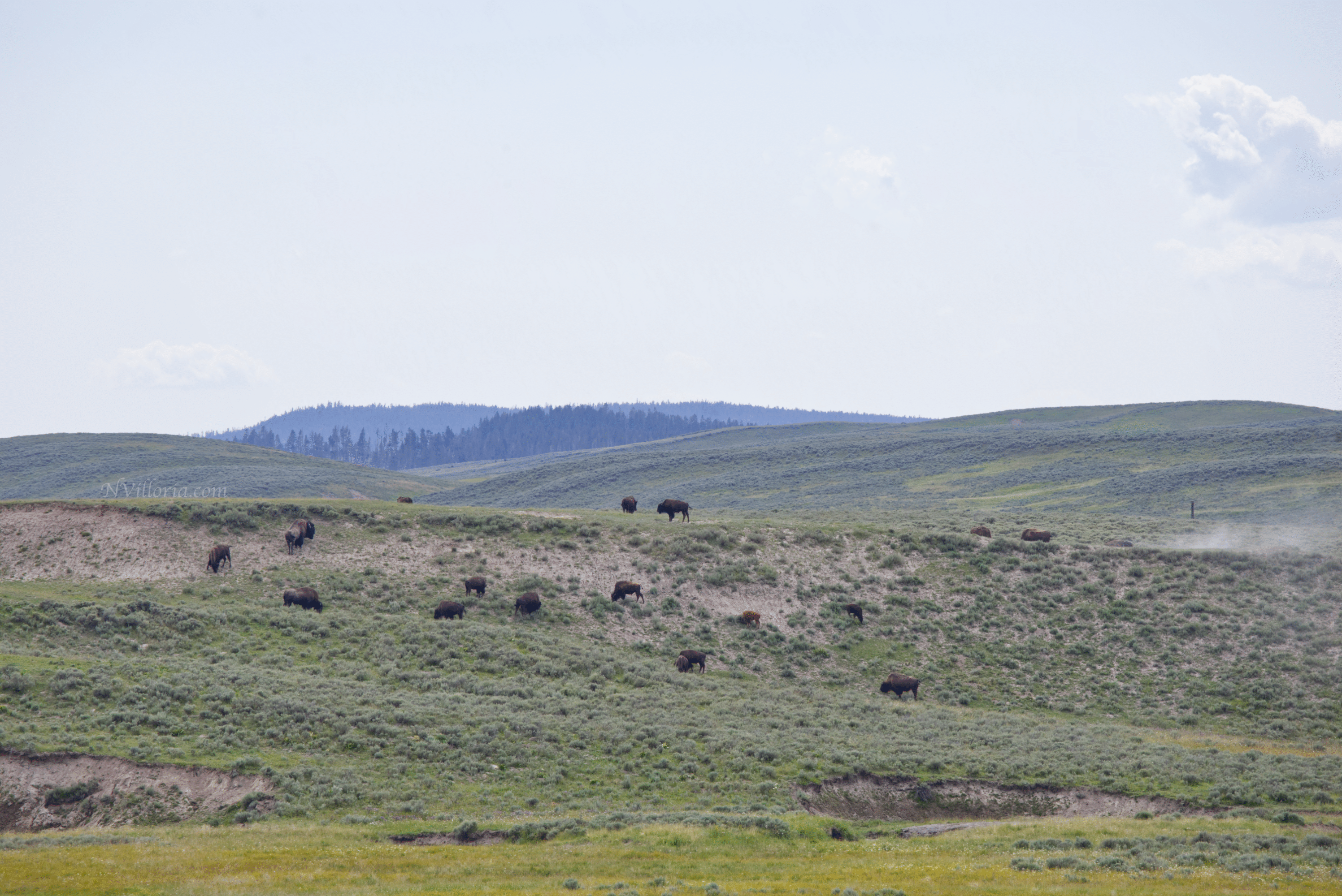 bison in a field in Yellowstone National Park - via NVilloria.com