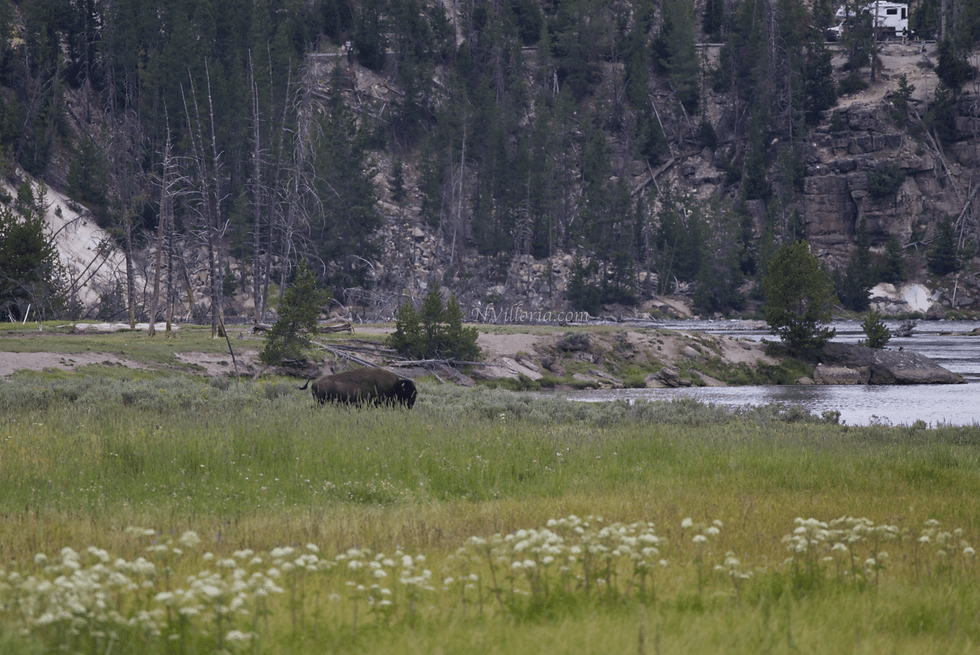 bison in a field in Yellowstone National Park - via NVilloria.com