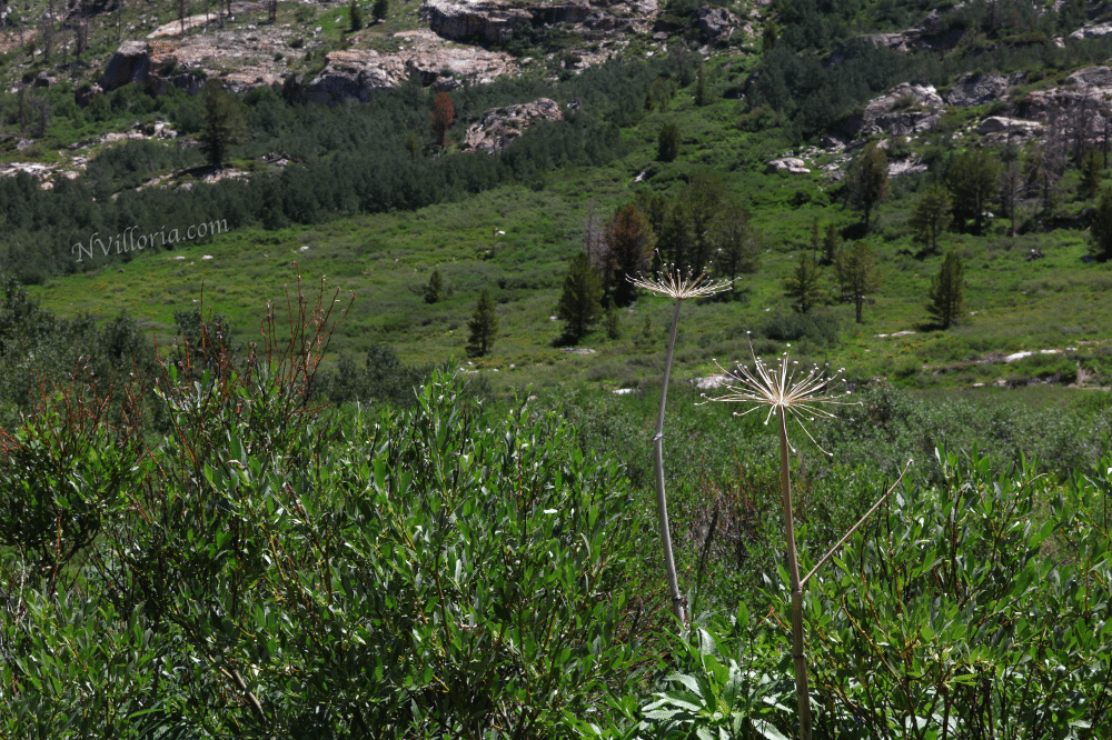 Landscapes at the Ruby Mountains - via NVilloria.com