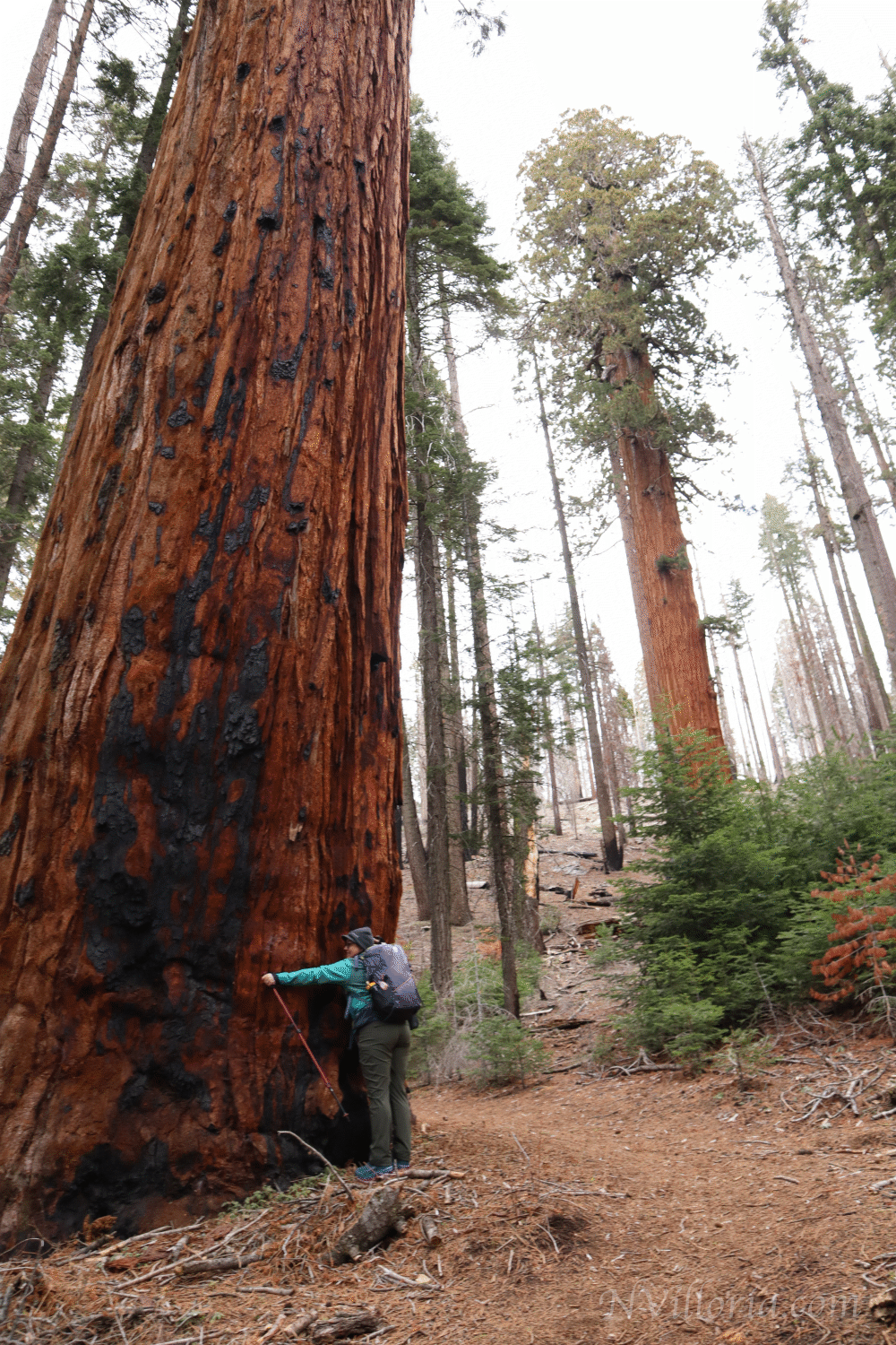 Nikki hugging a tree at Sequoia National Park via NVilloria.com