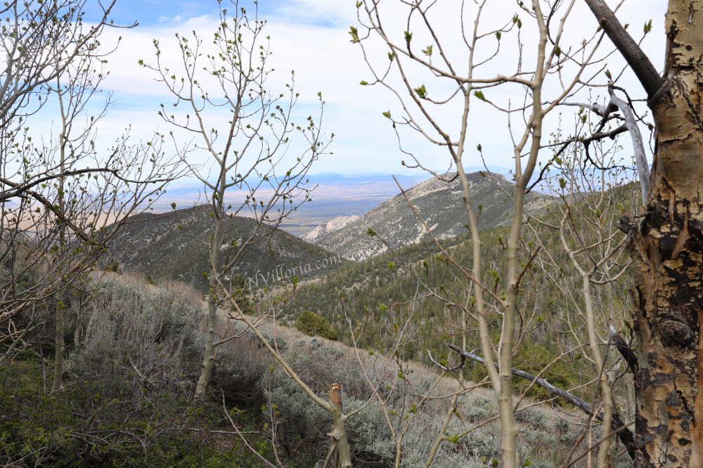 Views from a hiking trail at Great Basin National Park from NVilloria.com