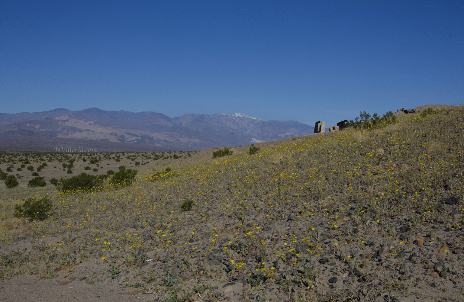 Wildflowers during the 2026 Death Valley superbloom - via NVilloria.com