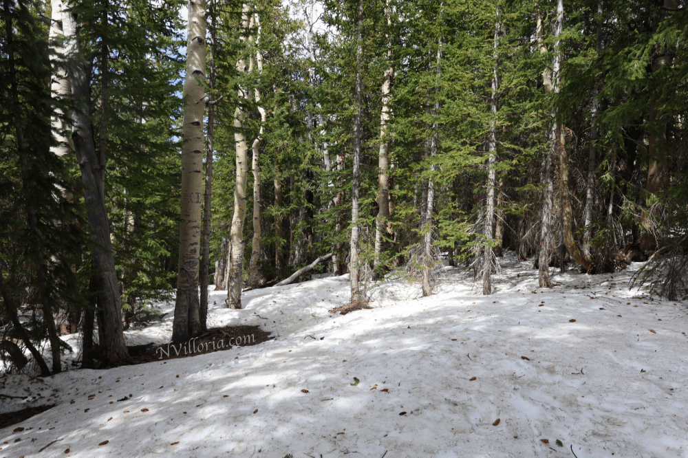 Views from a hiking trail at Great Basin National Park from NVilloria.com