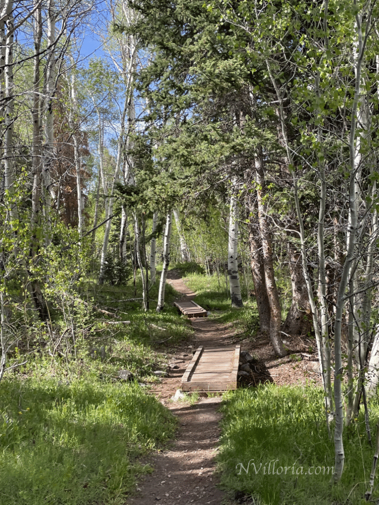 Views from a hiking trail at Great Basin National Park from NVilloria.com