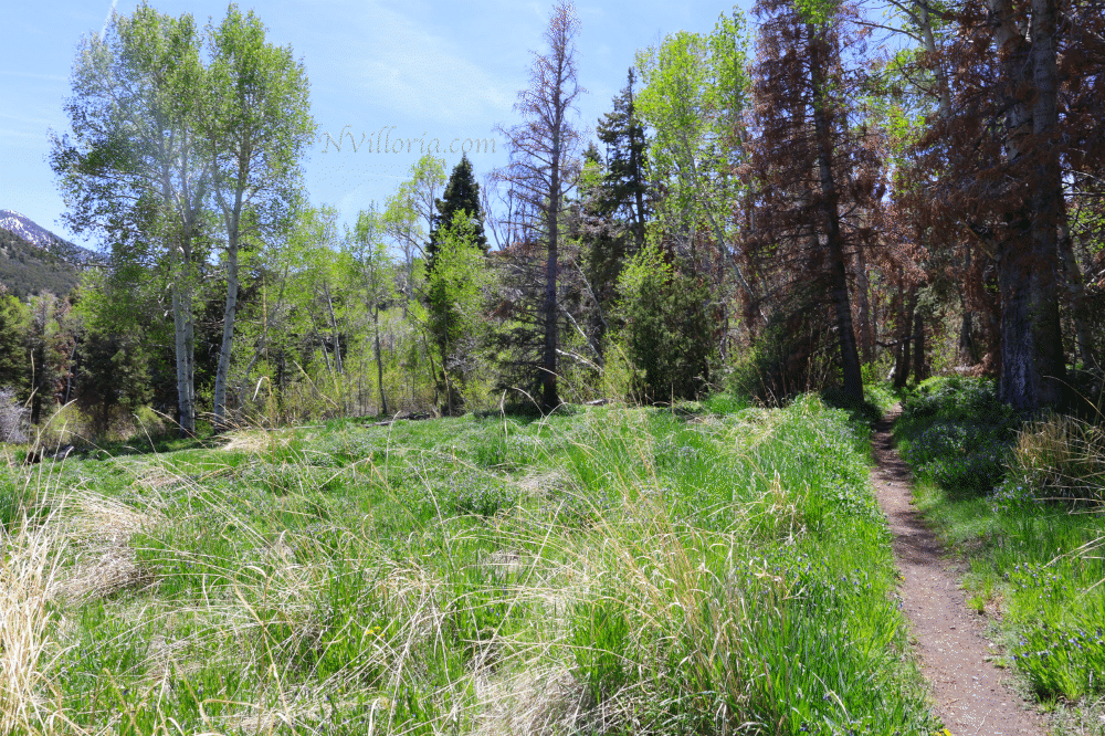Views from a hiking trail at Great Basin National Park from NVilloria.com
