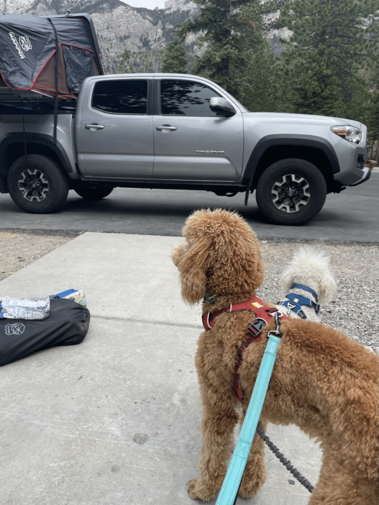 a brown and white poodle on leashes in a campground looking at an iKamper Skycamp Mini on a 5-foot bed Toyota Tacoma - via NVilloria.com 