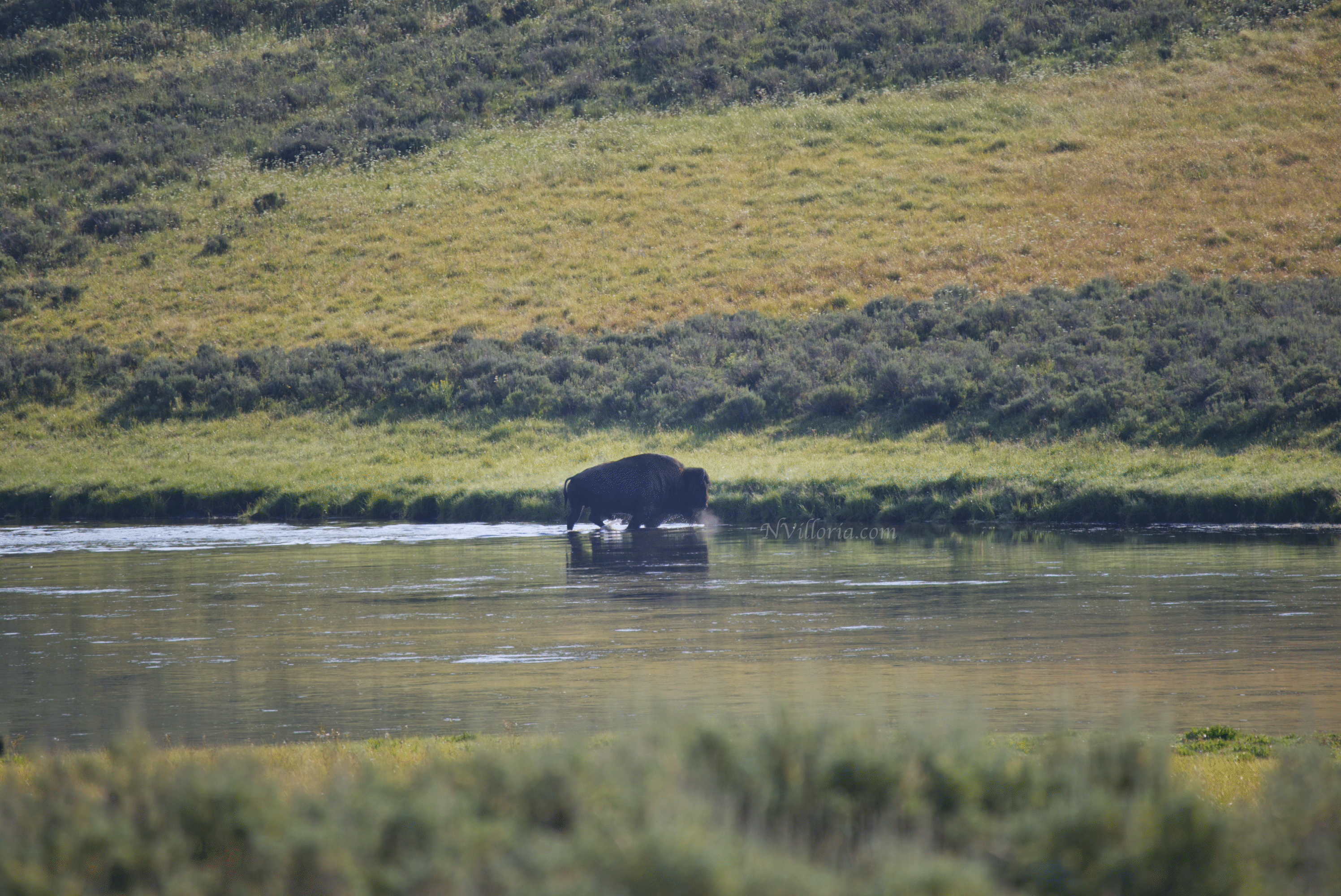 bison crossing a river in Yellowstone National Park - via NVilloria.com