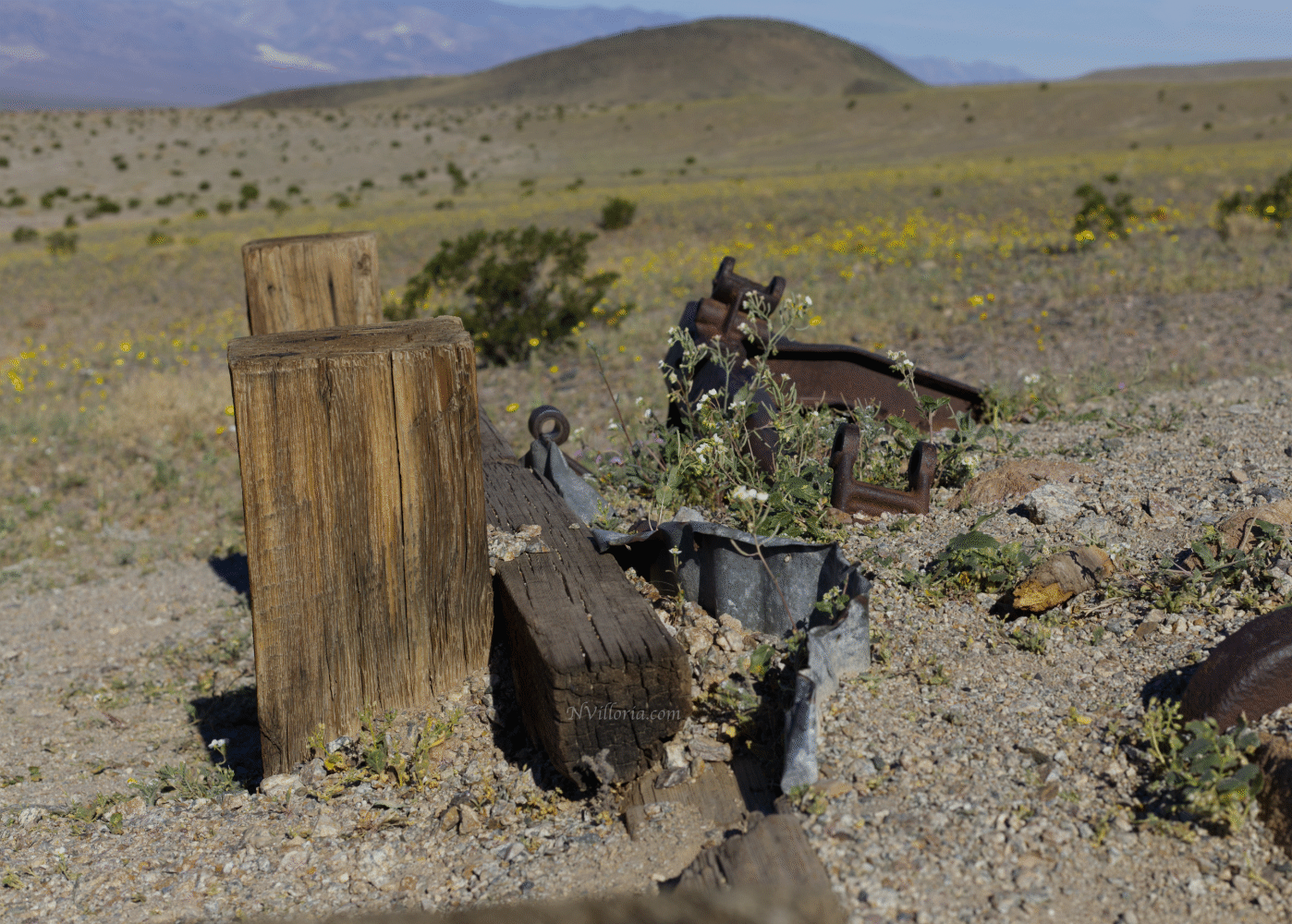 Wildflowers during the 2026 Death Valley superbloom - via NVilloria.com