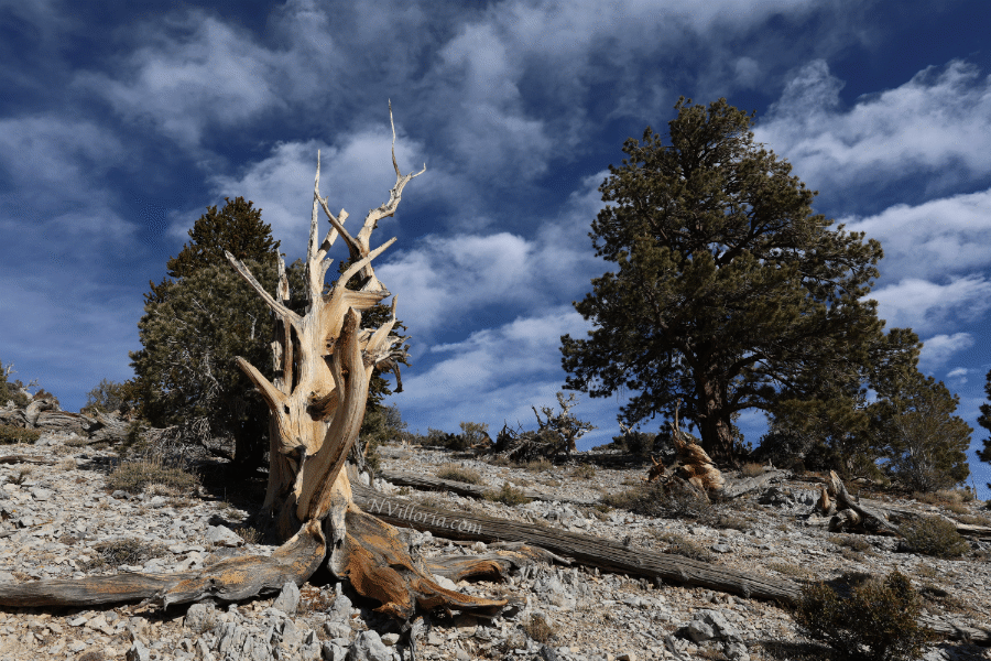 a Bristlecone pine in the Mt. Charleston wilderness via NVilloria.com