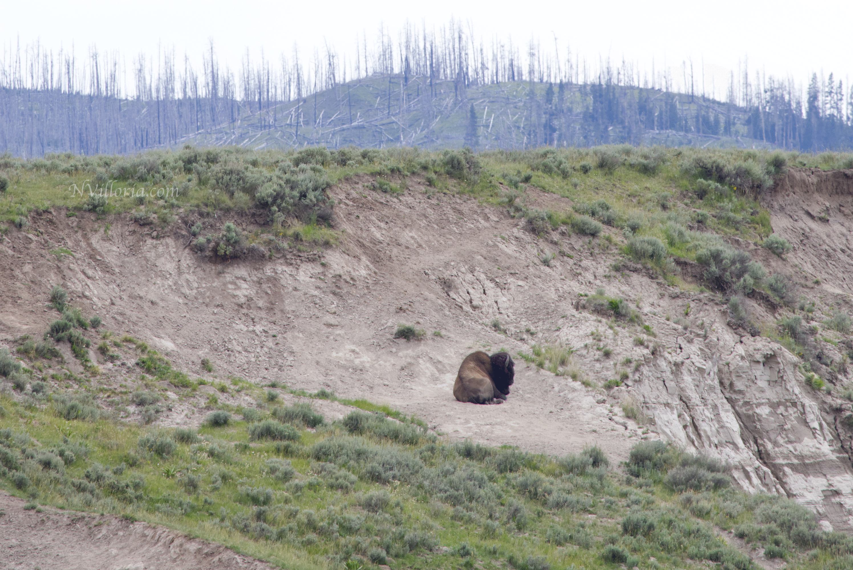 bison in a field in Yellowstone National Park - via NVilloria.com