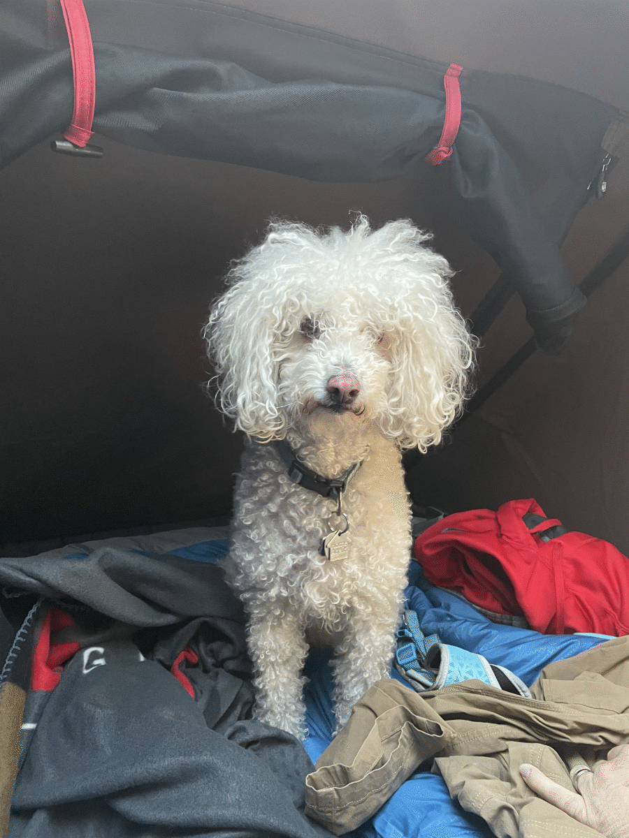 a white poodle inside an iKamper - via NVilloria.com