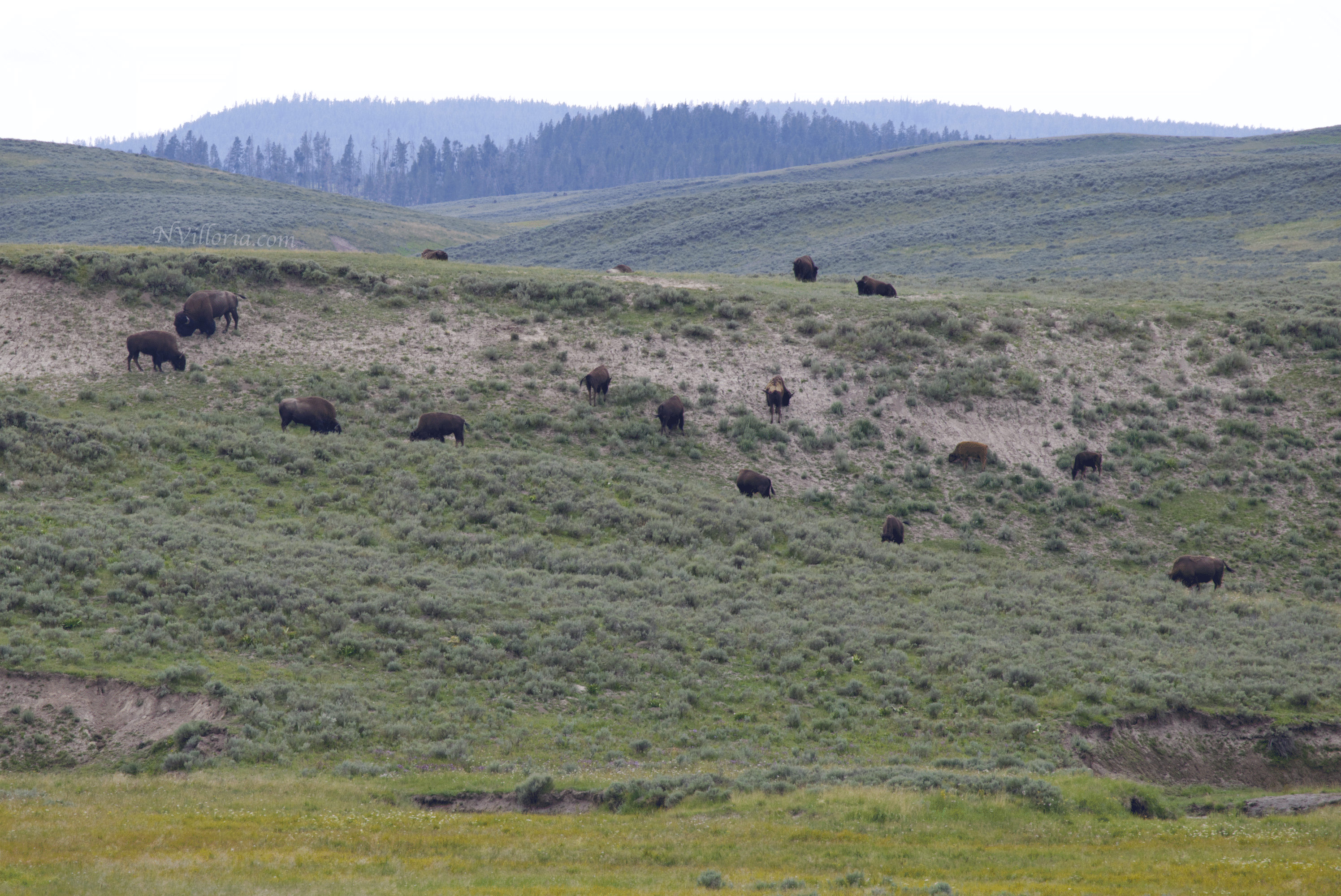 bison in a field in Yellowstone National Park - via NVilloria.com