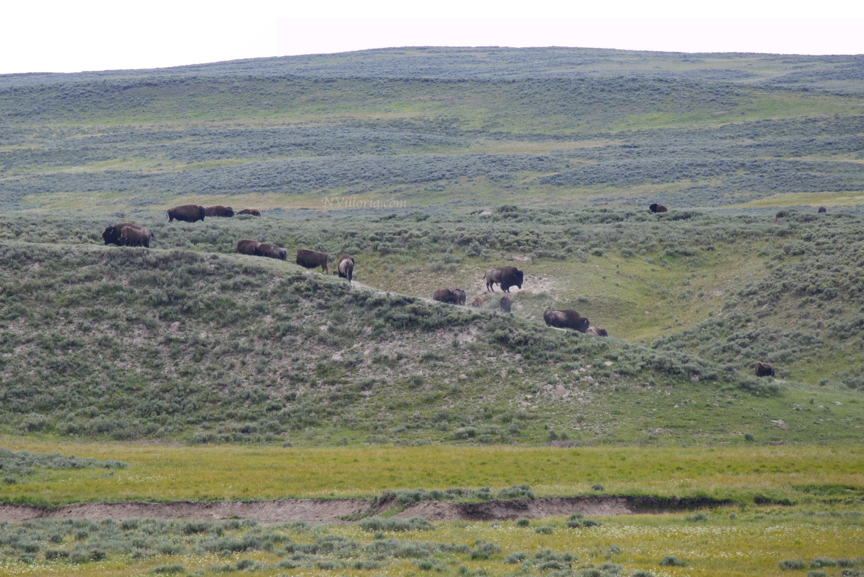 bison in a field in Yellowstone National Park - via NVilloria.com