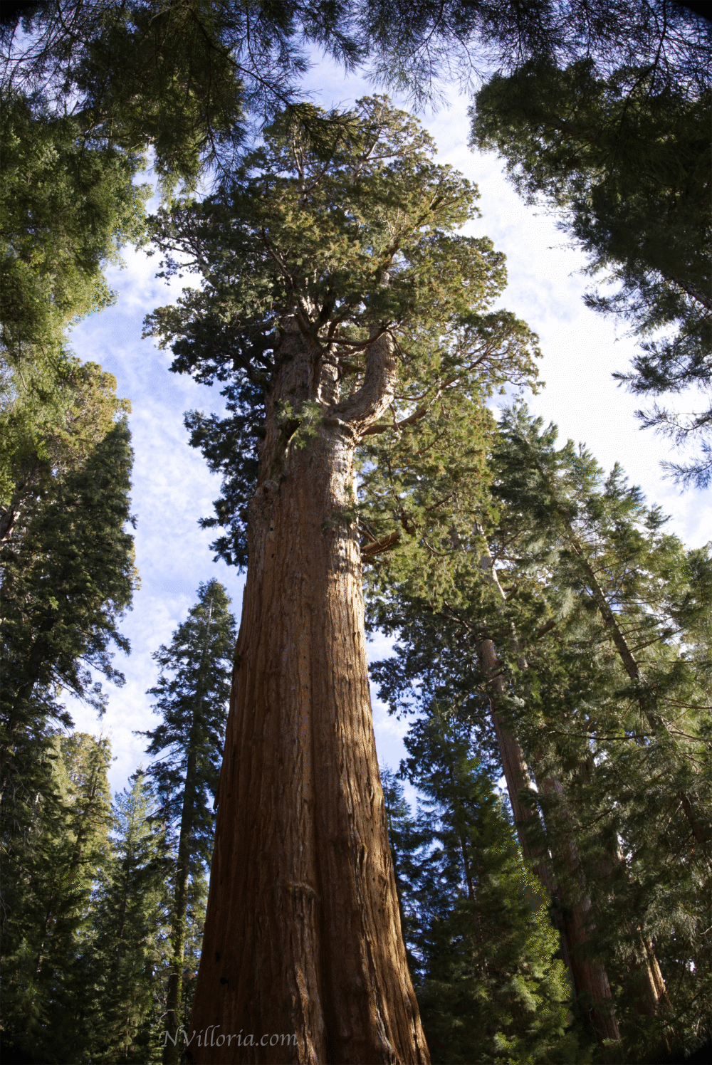 views from the forest at Sequoia National Park via NVilloria.com