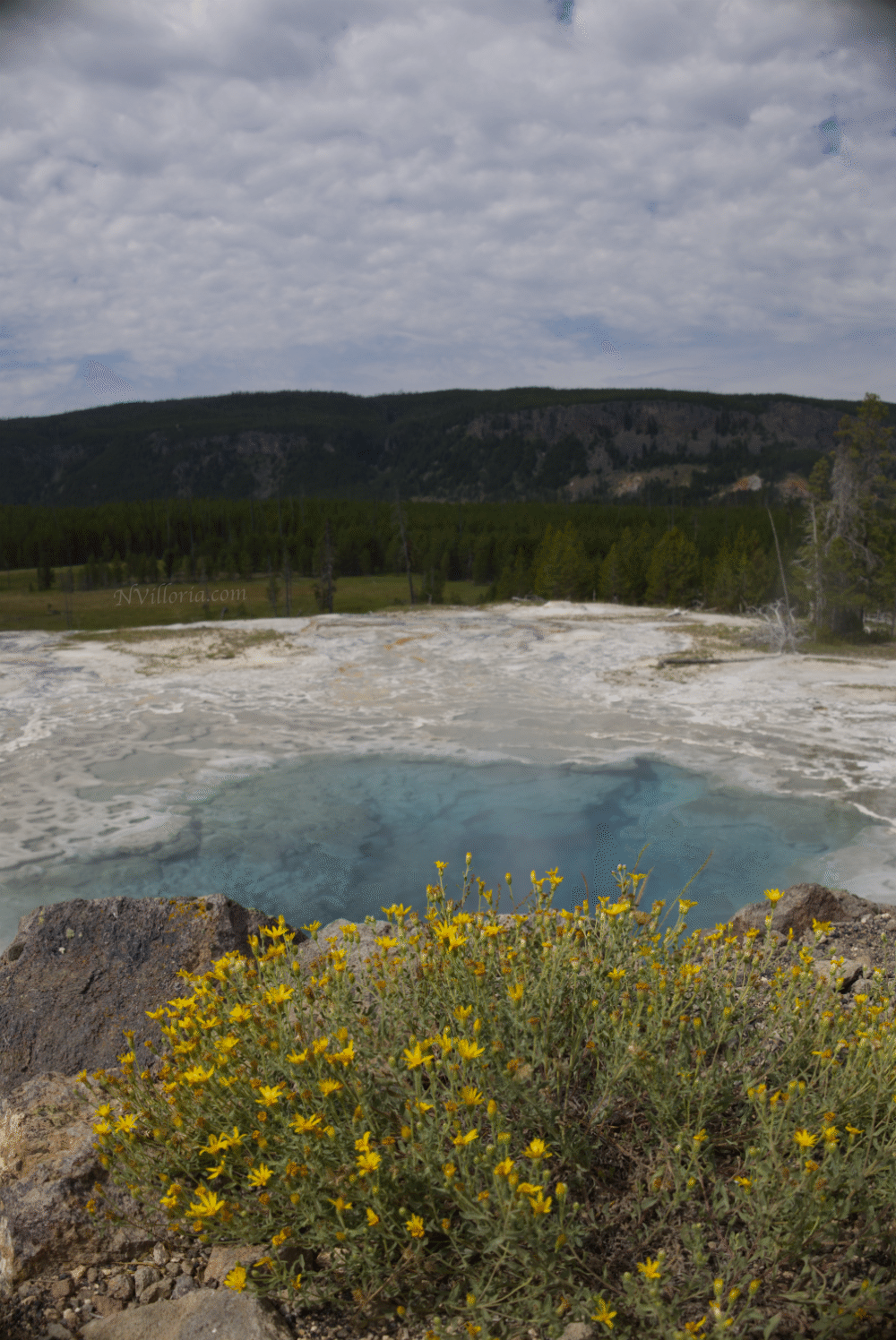 landscape views of geyser pools and wildflowers at Yellowstone National Park - via NVilloria.com