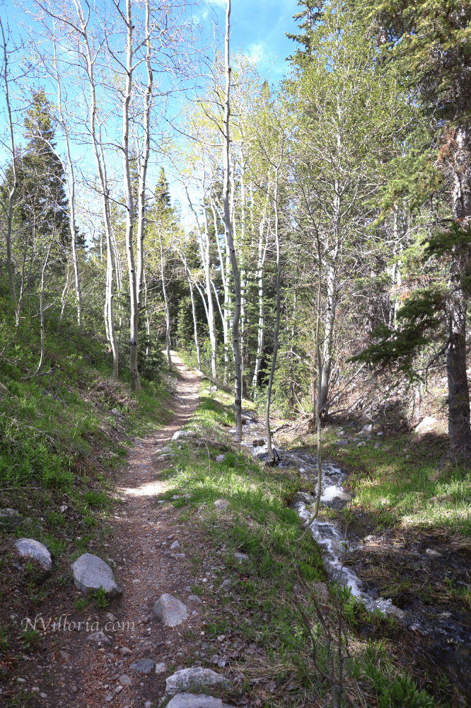 Views from a hiking trail at Great Basin National Park from NVilloria.com