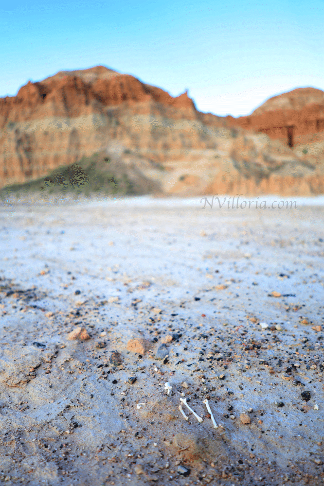 Bones on the ground at Cathedral Gorge State Park - via NVilloria.com