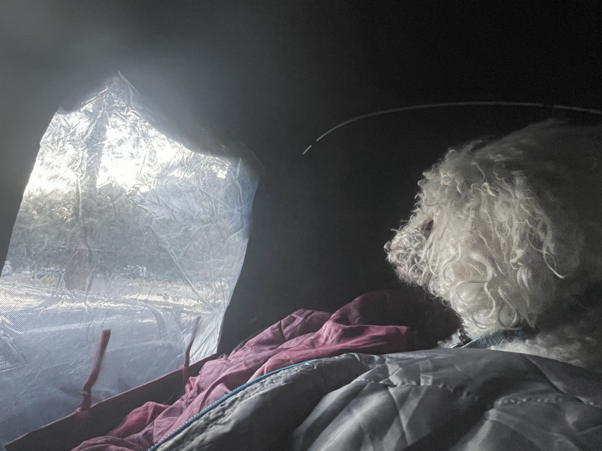 a white poodle looking out the window of an iKamper  - via NVilloria.com 