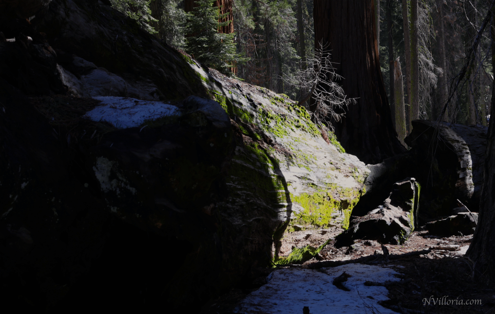 views from the forest at Sequoia National Park via NVilloria.com