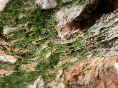 Hiking Mossy Cave Trail at Bryce Canyon National Park via NVilloria.com