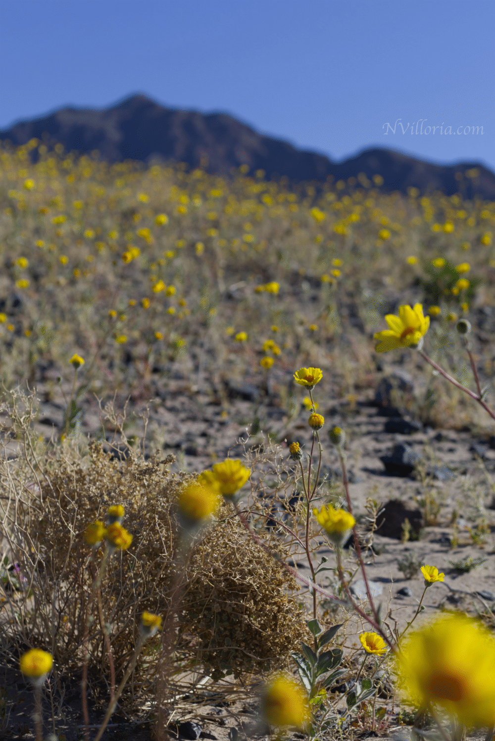 Wildflowers during the 2026 Death Valley superbloom - via NVilloria.com