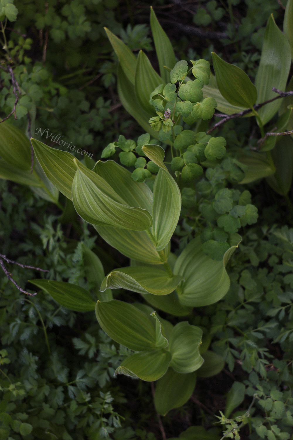 a close up of plants found at the Ruby Mountains - via NVilloria.com