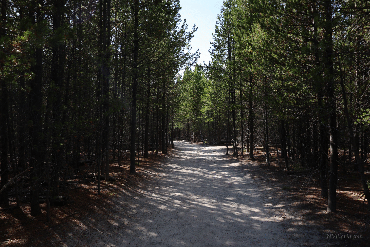 forest views on Artists' Paintpots Trail in Yellowstone National Park - via NVilloria.com