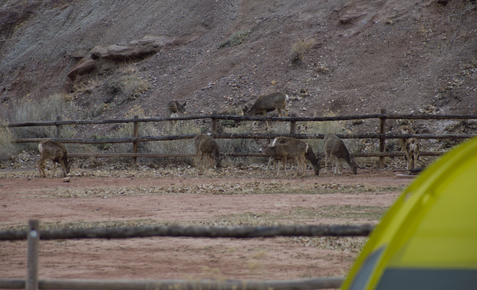 Deer in a campground at Capitol Reef National Park via NVilloria.com