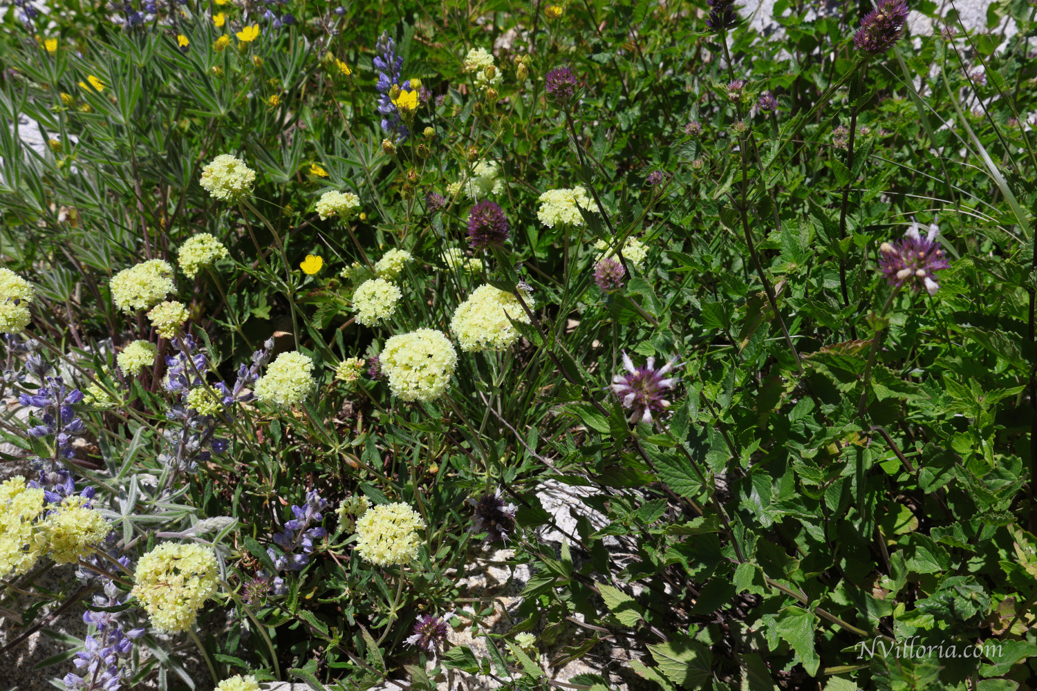 Wildflowers along a trail at the Ruby Mountains - via NVilloria.com
