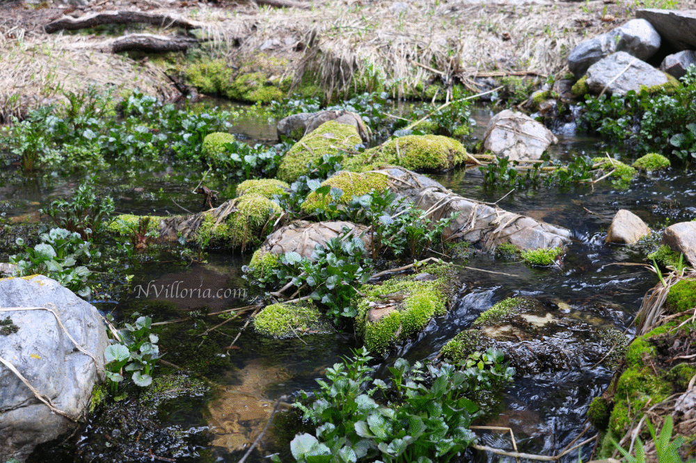 Views from a hiking trail at Great Basin National Park from NVilloria.com