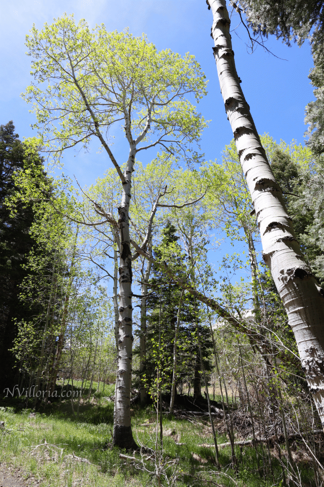 Views from a hiking trail at Great Basin National Park from NVilloria.com
