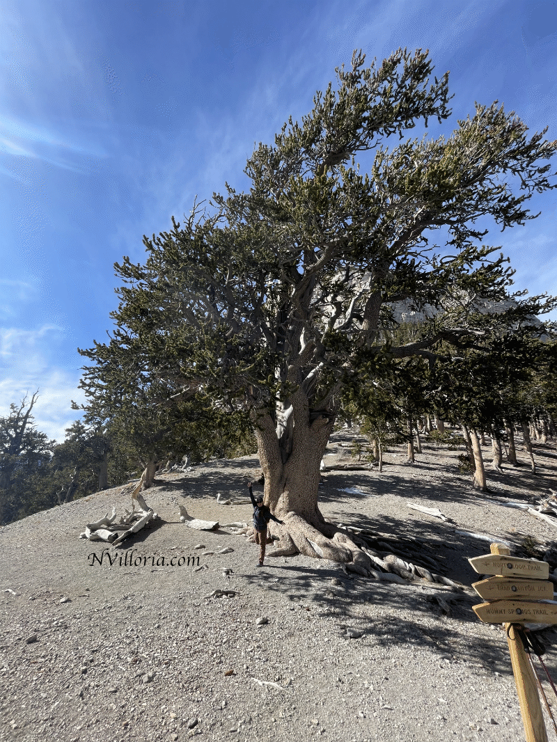 hiker at the base of Raintree via NVilloria.com
