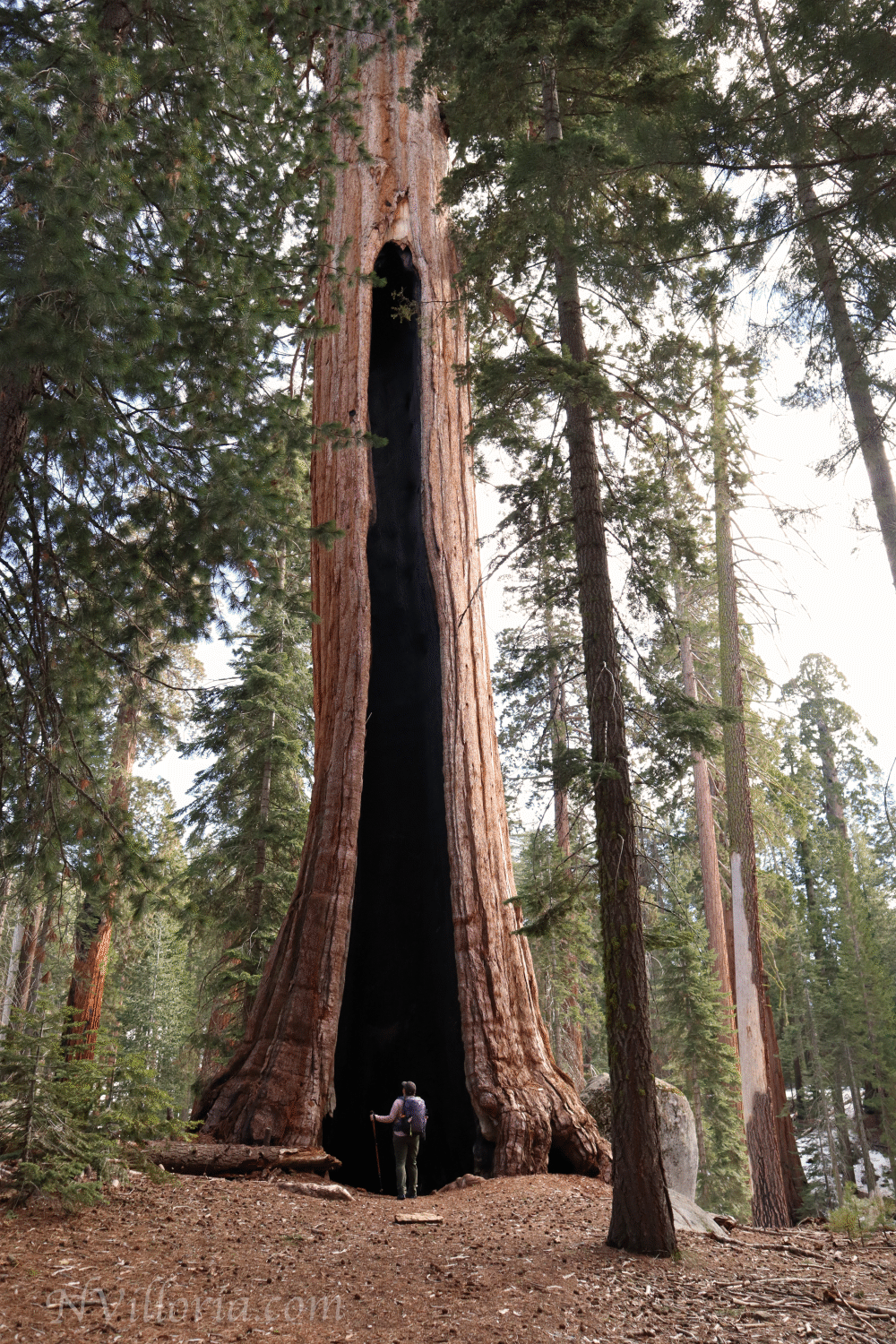 views from the forest at Sequoia National Park via NVilloria.com