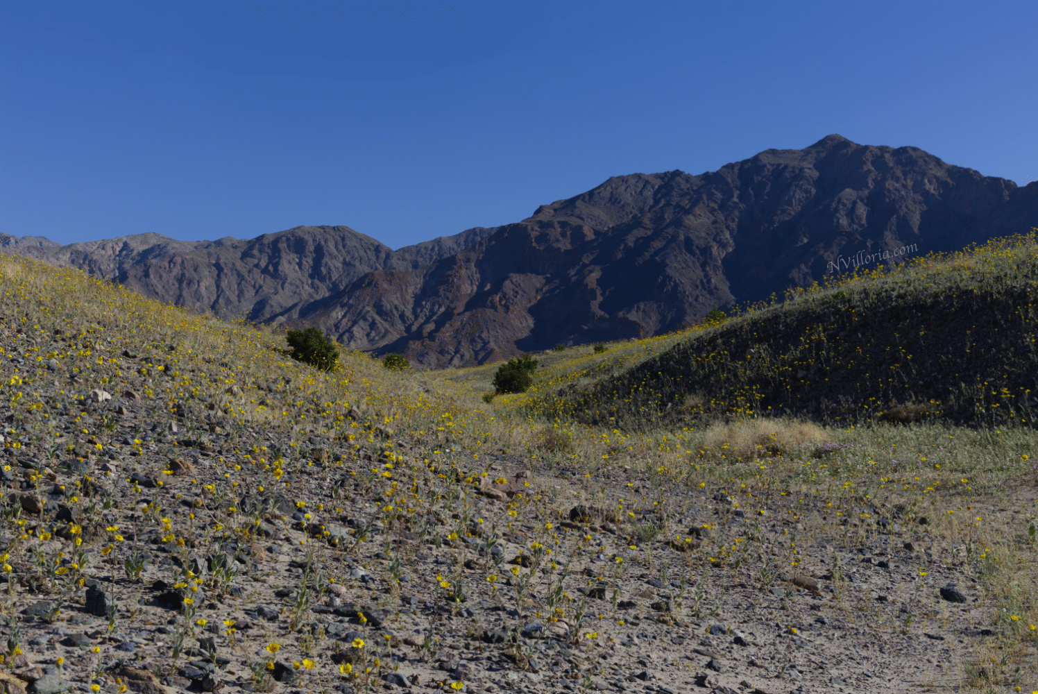 Wildflowers during the 2026 Death Valley superbloom - via NVilloria.com