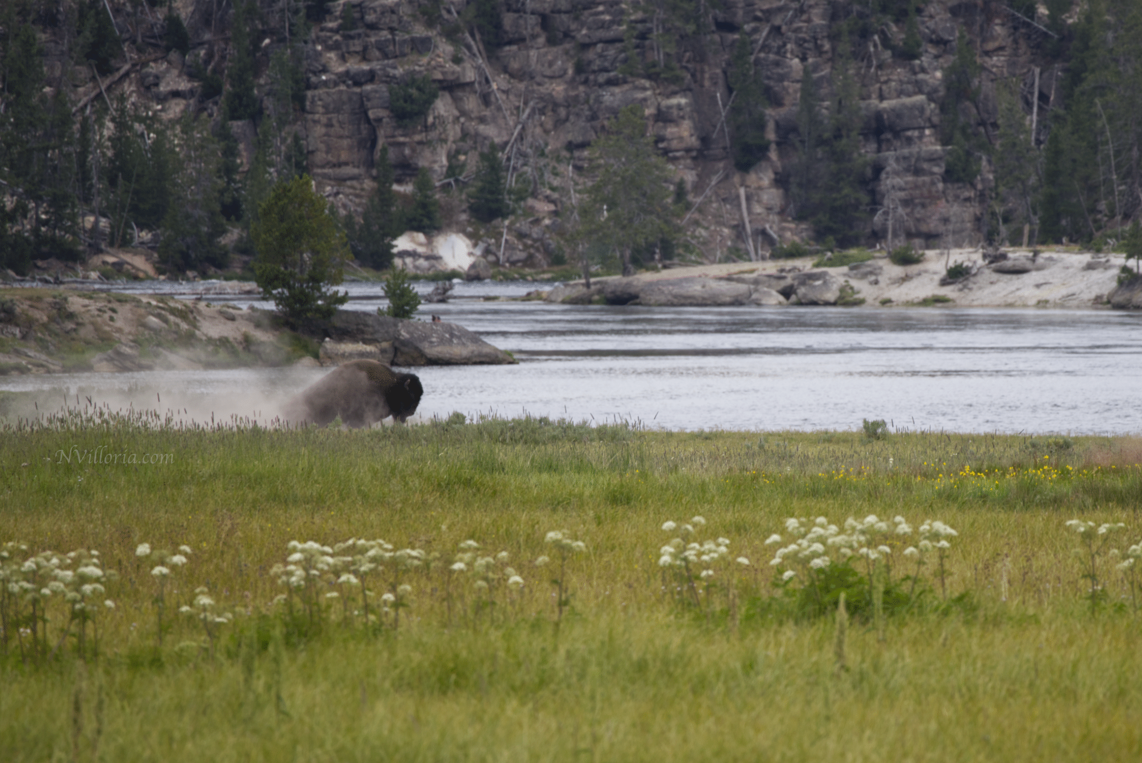 bison in a field in Yellowstone National Park - via NVilloria.com
