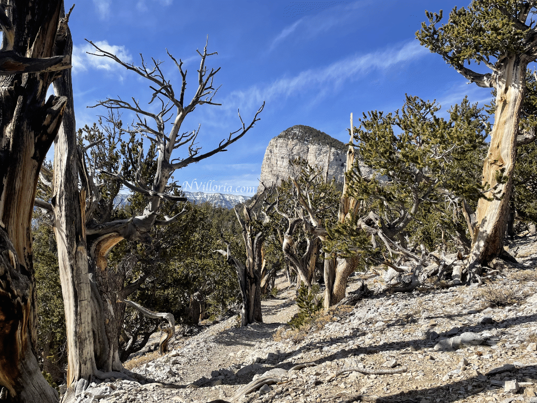 Bristlecone groove in Mt. Charleston wilderness via NVilloria.com