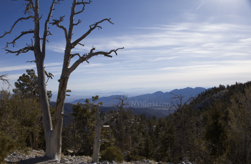 views over the Mt. Charleston wilderness via NVilloria.com