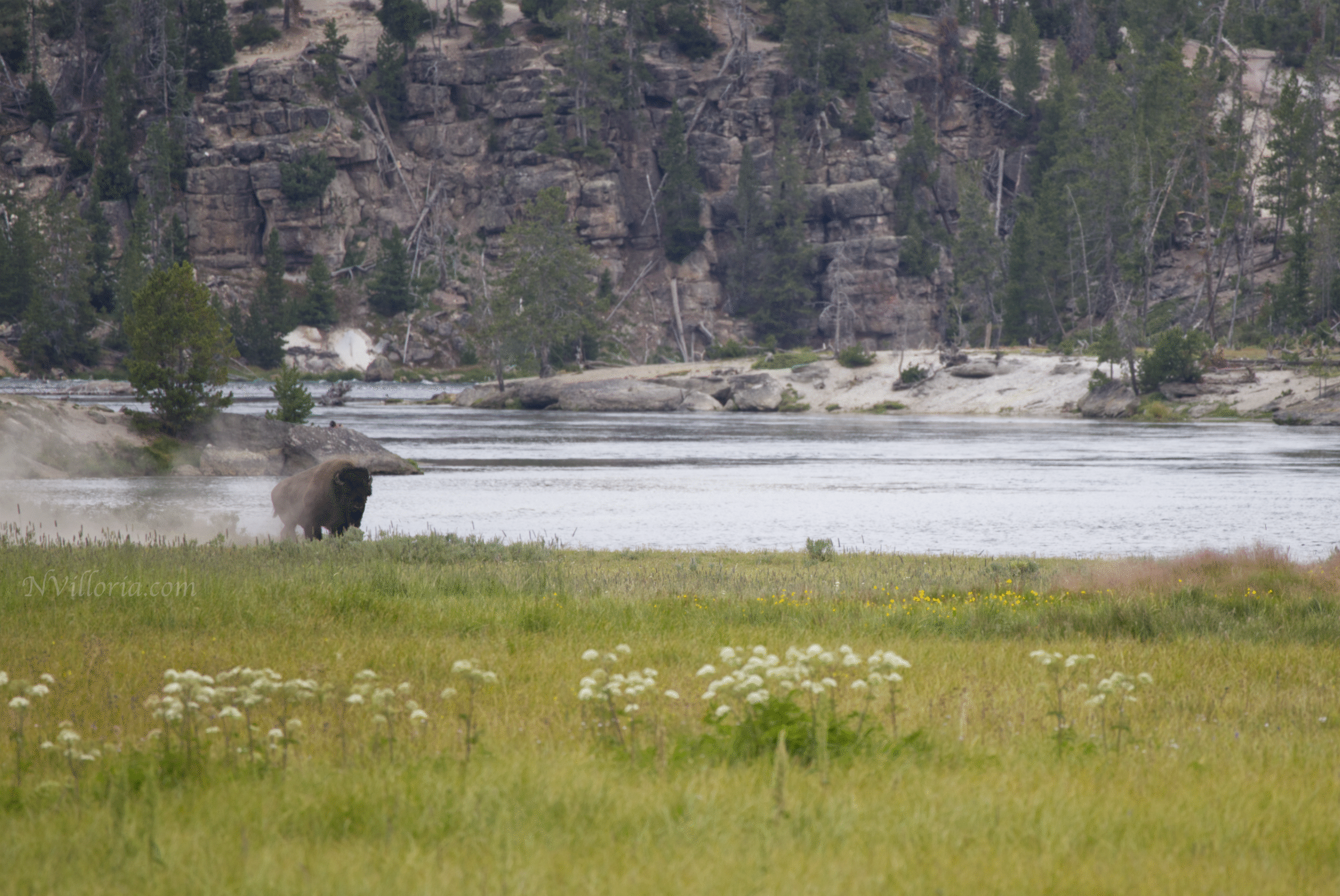 bison in a field in Yellowstone National Park - via NVilloria.com