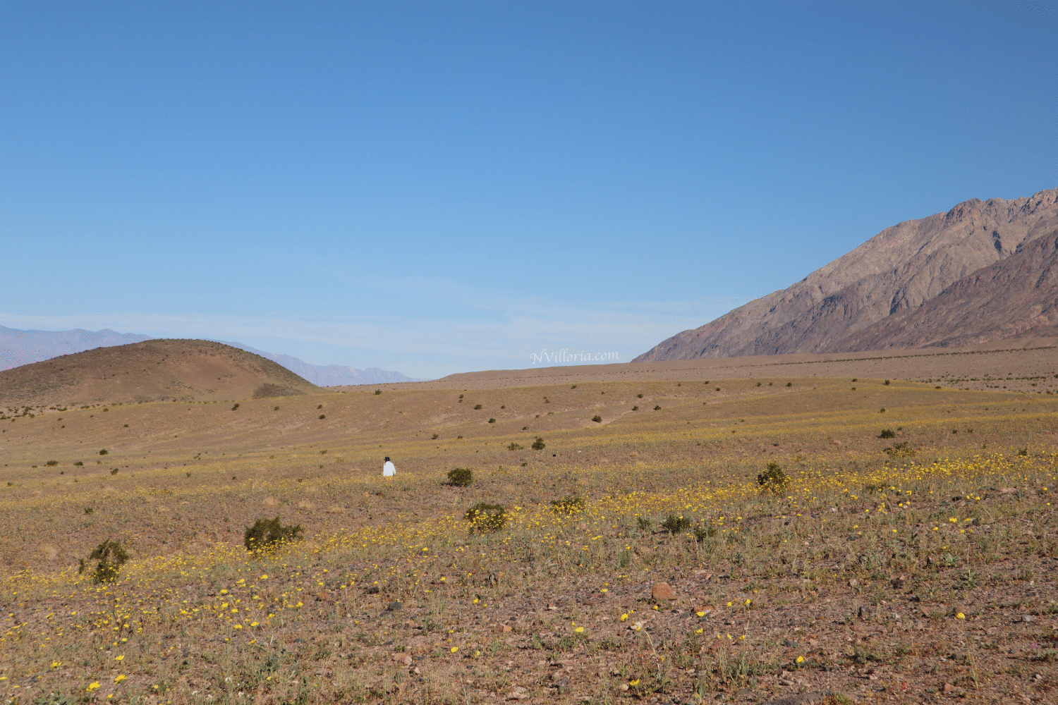 Superblooms at Death Valley - via NVilloria.com