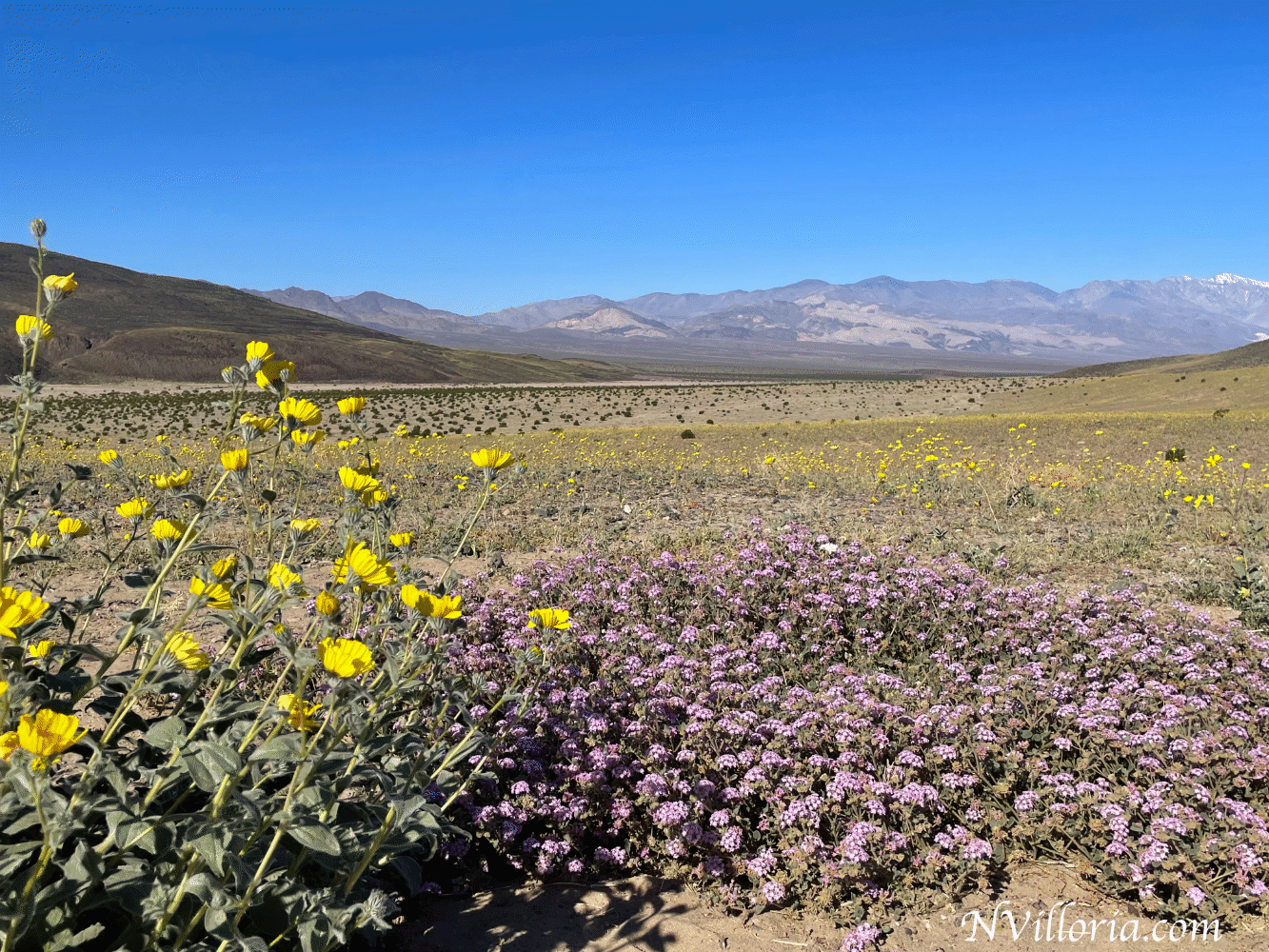 Wildflowers during the 2026 Death Valley superbloom - via NVilloria.com