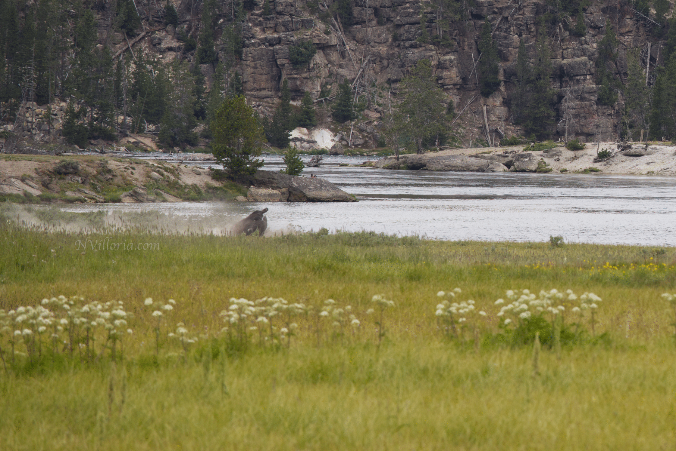 bison in a field in Yellowstone National Park - via NVilloria.com