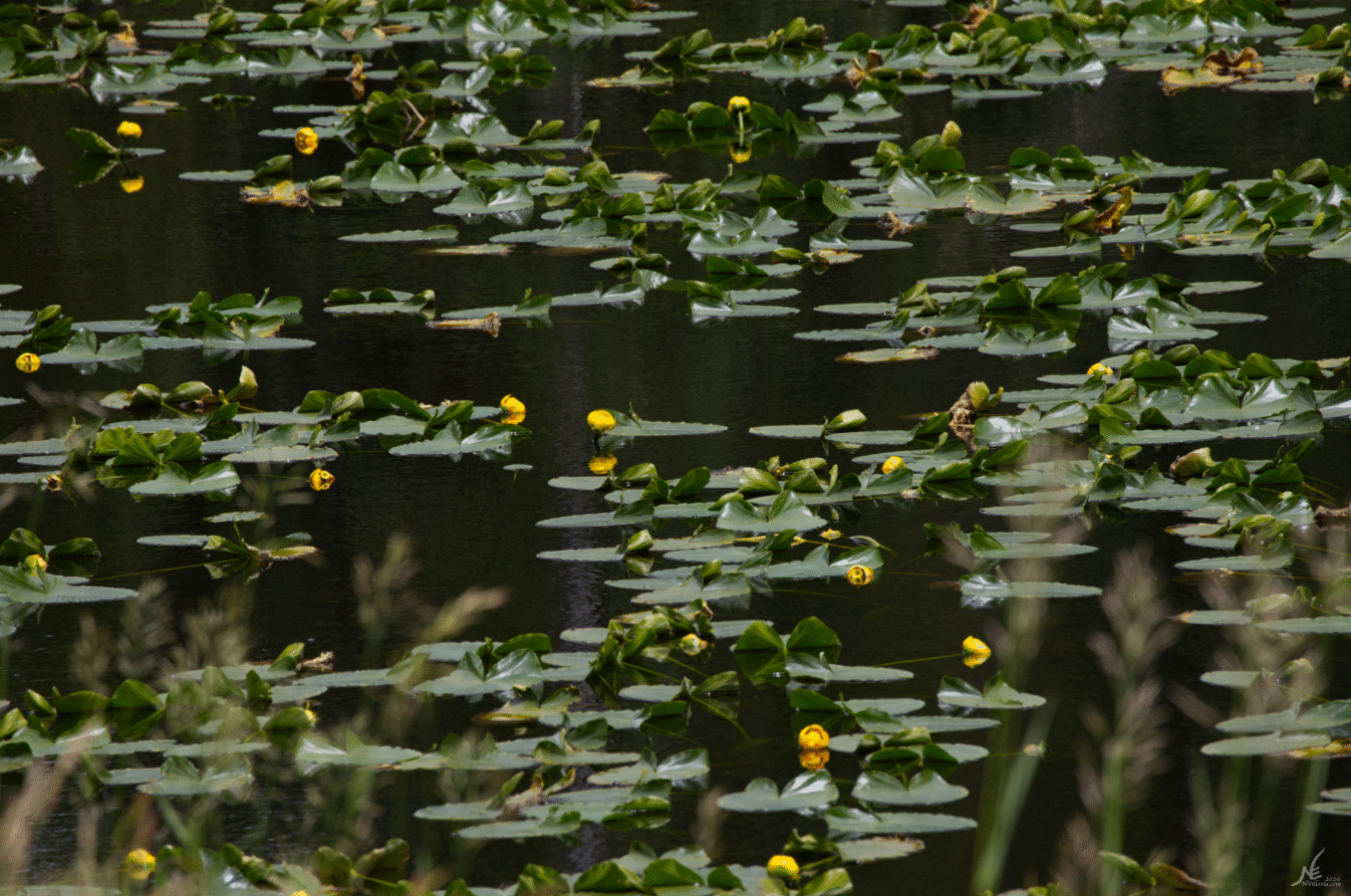 E_IMG_0613_Thumbnail.gif