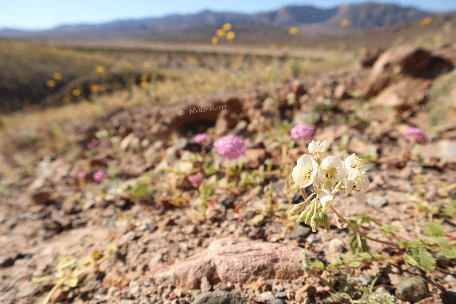 Death Valley 2026 superbloom via NVilloria.com